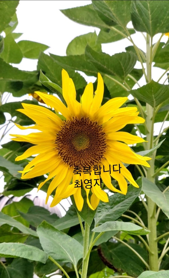 회원식당 이미지