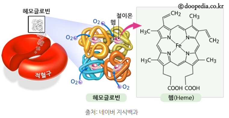 장수 엽록소 이미지