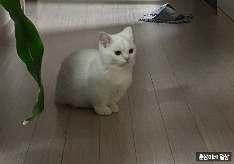 춘삼댁 이미지