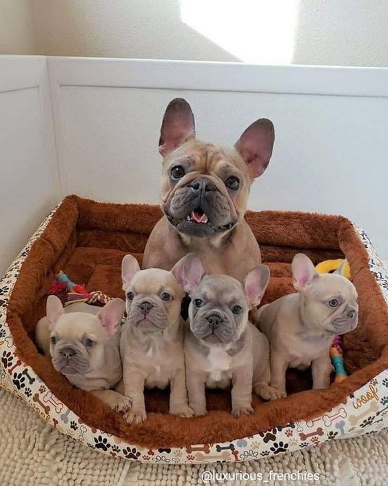 불독(bulldog) 이미지
