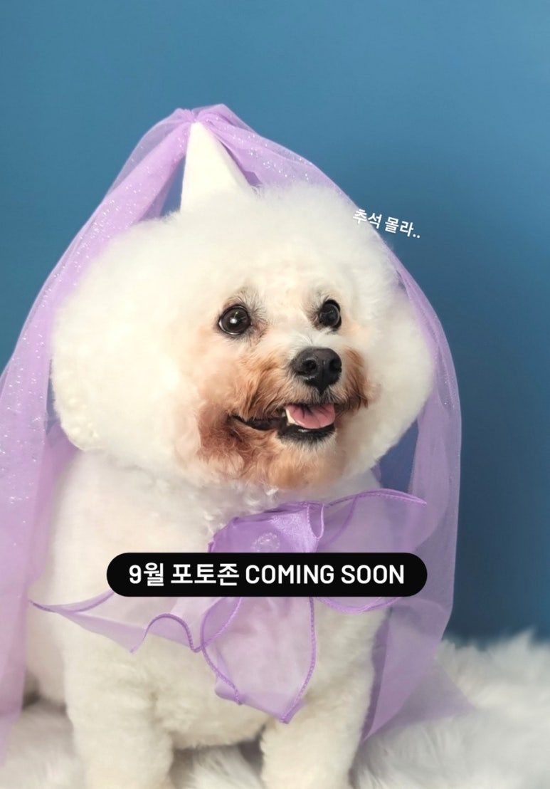다미살롱 이미지