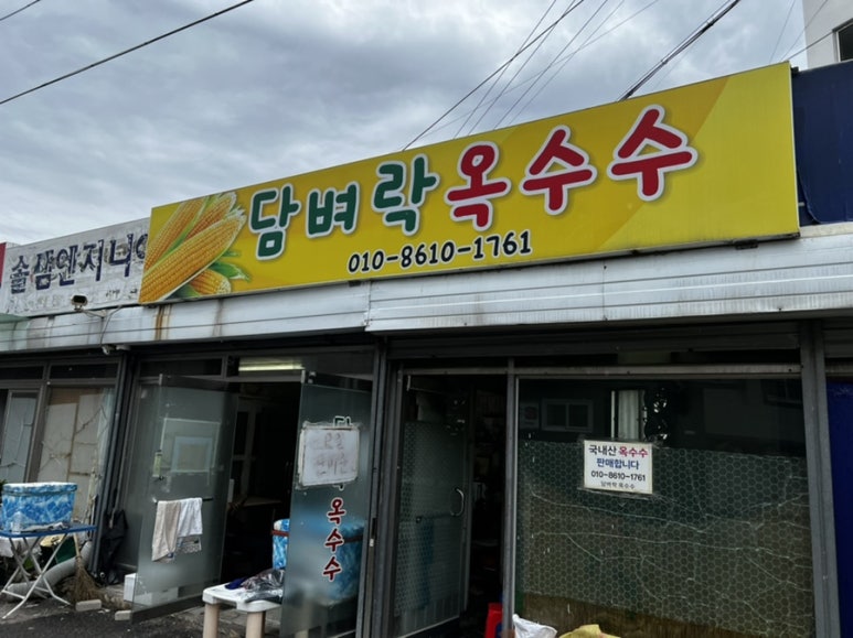 담벼락옥수수 이미지