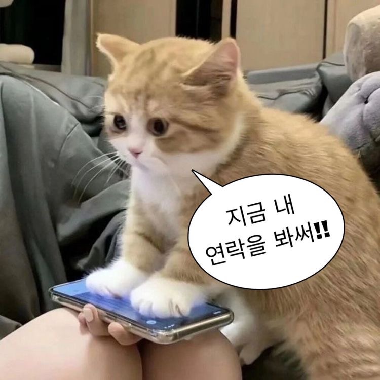 케꾸 이미지