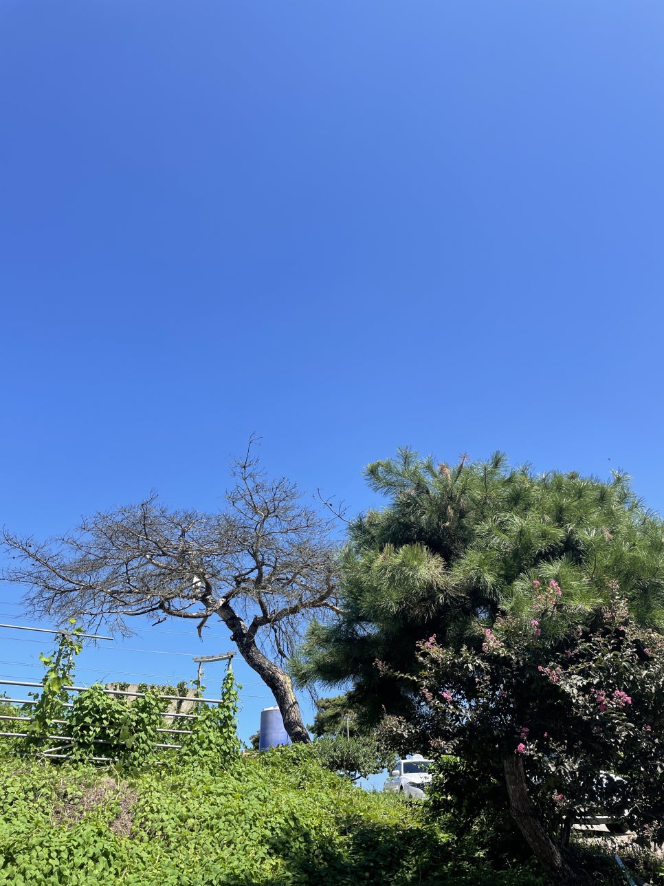 대천농원 이미지