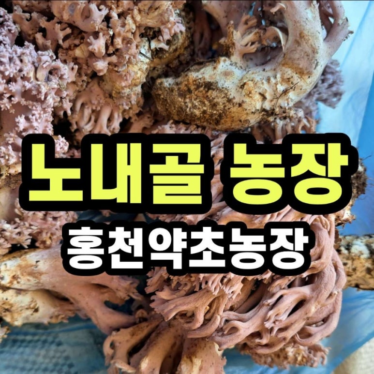 홍천노내골농장 이미지