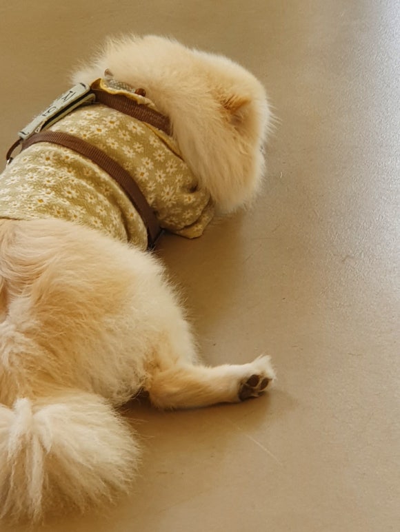 낙성닭강정 이미지