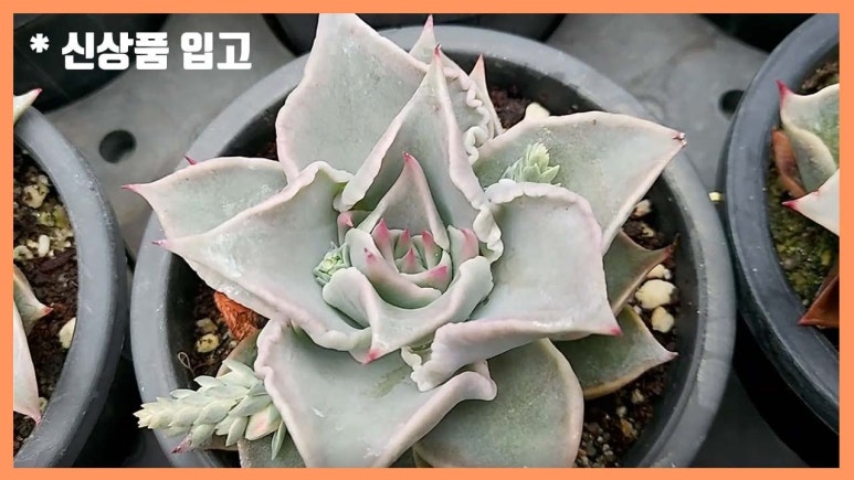 샤론다육 이미지