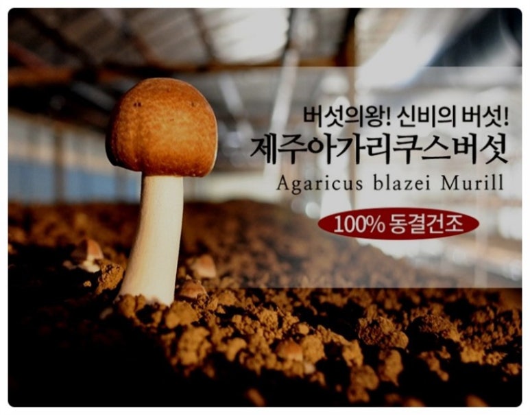 김상민아가리쿠스 이미지
