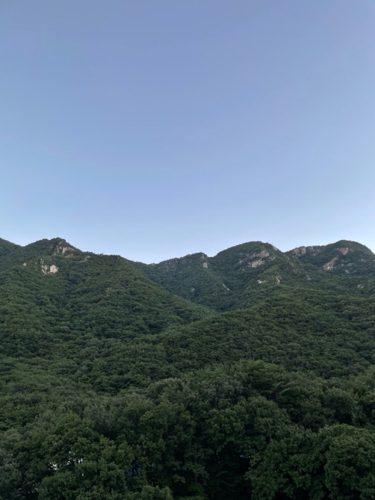 스테이포레스트 이미지