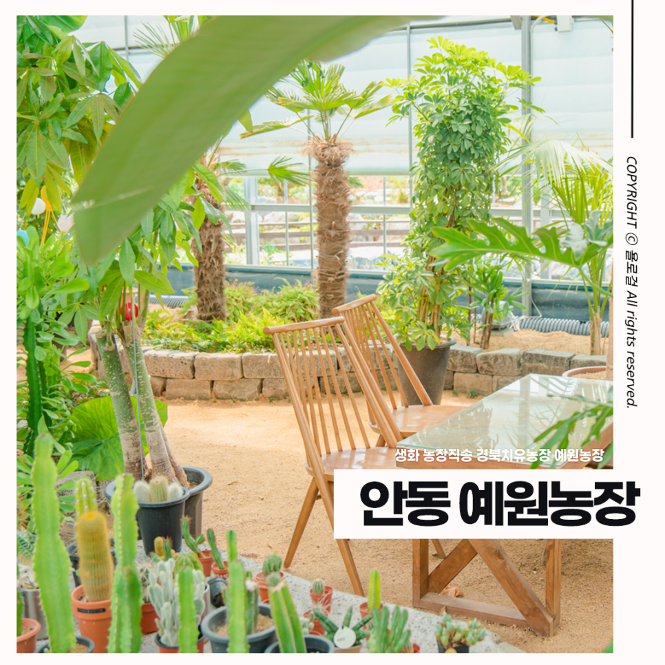 예원분재 이미지