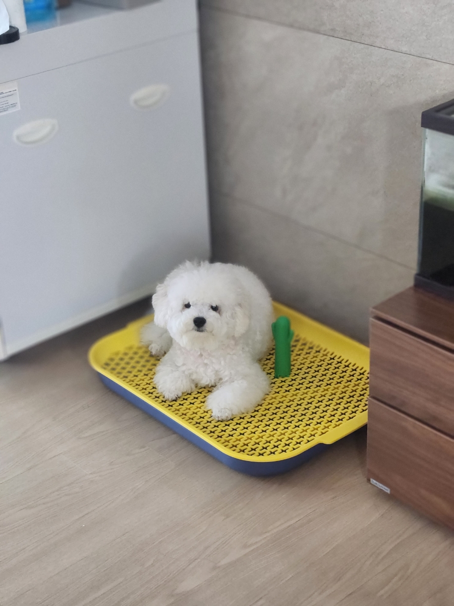 조아루 이미지