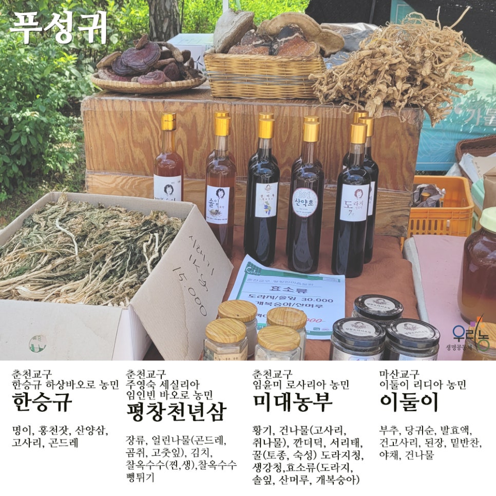 평창천년삼 이미지