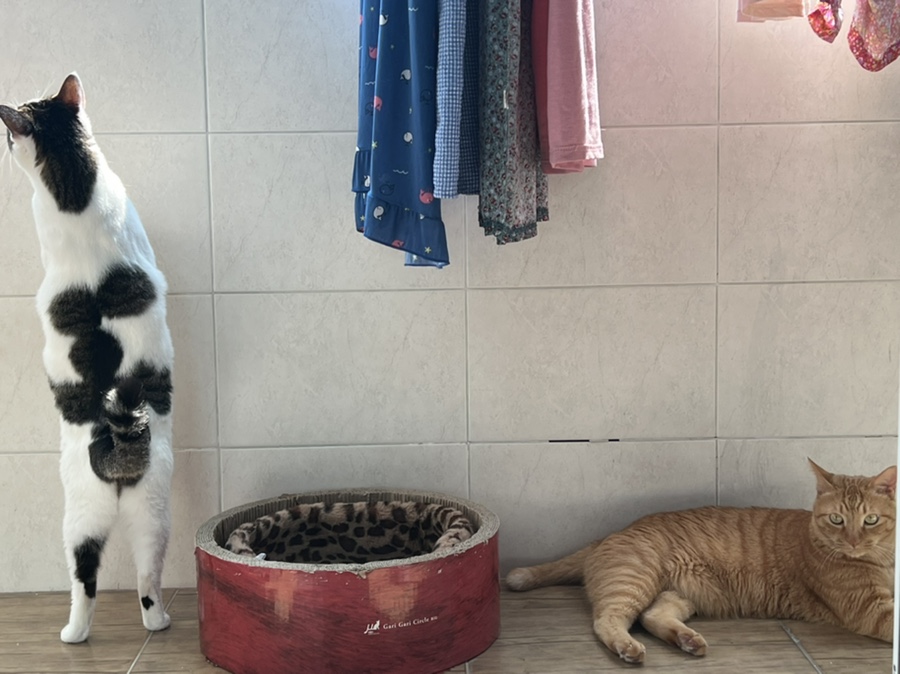 배꼽노래주점 이미지