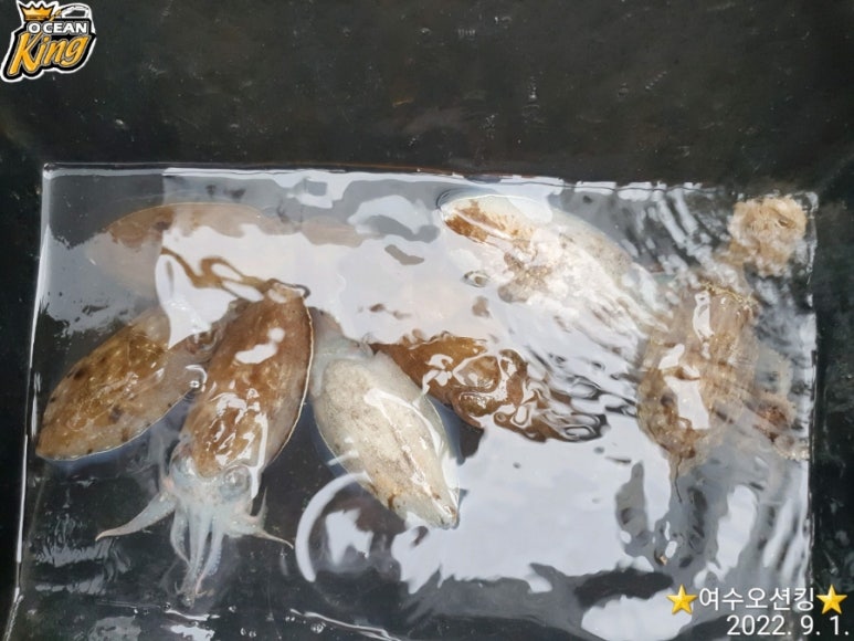 남해쭈꾸미 이미지