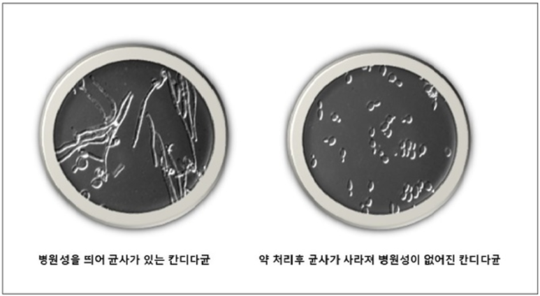 하엘식품 이미지
