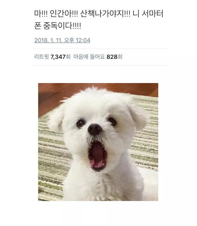 쨔요 이미지