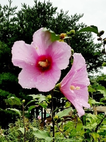 CHIARA끼아라 이미지
