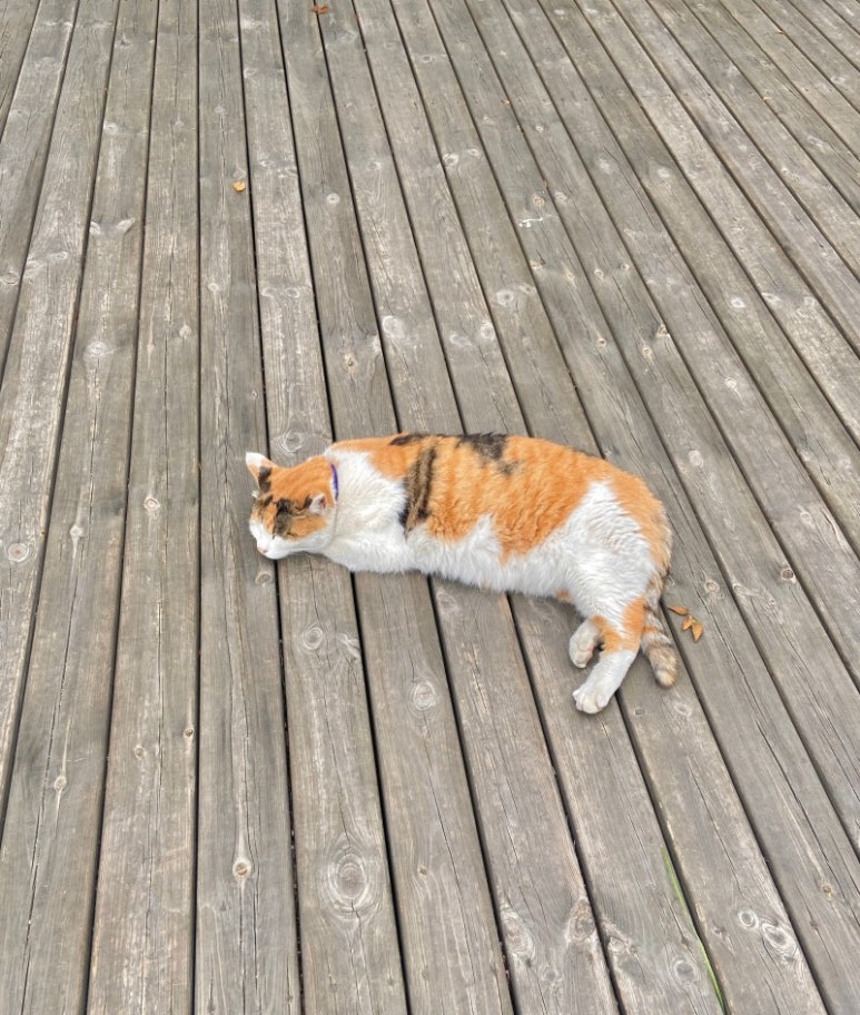 카페지안 이미지