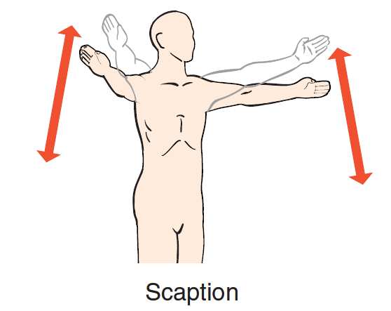 어깨면(scapula plane)과 스캡션(scaption) : 네이버 블로그