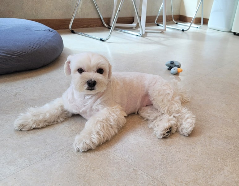 다미살롱 이미지