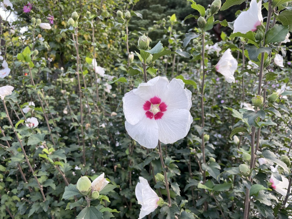 동산떡집 이미지