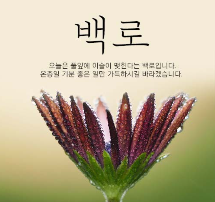 작은백로 이미지