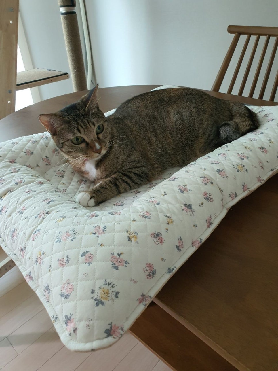 레인보우스토리 이미지