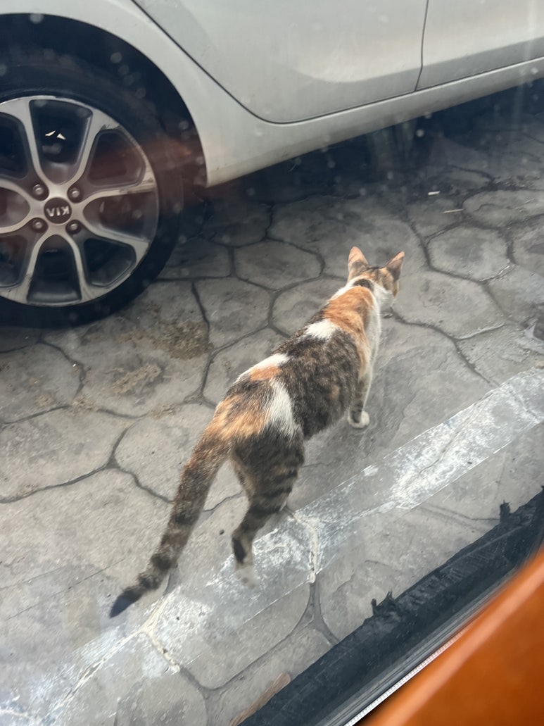 뜨라또리아정 이미지