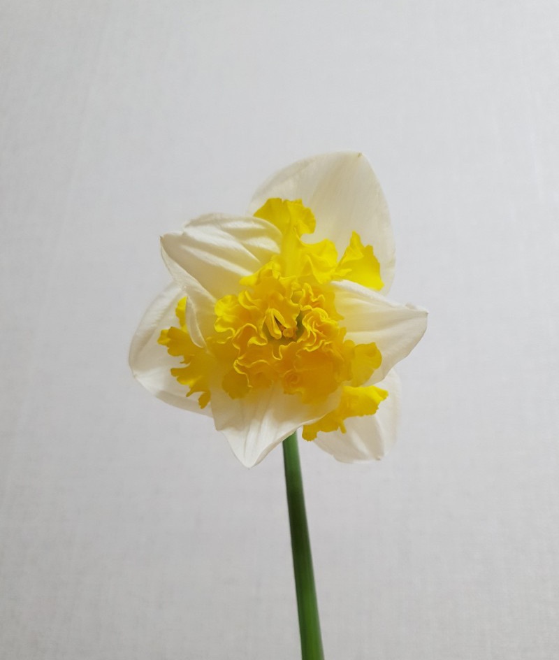 프린탈 이미지