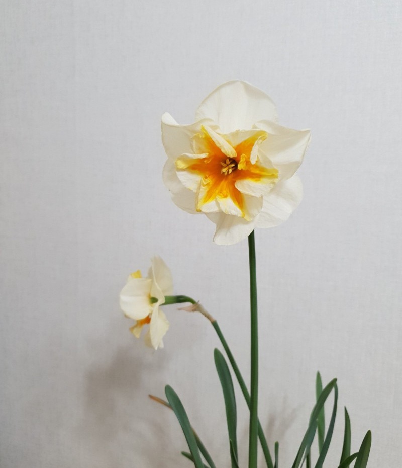 프린탈 이미지