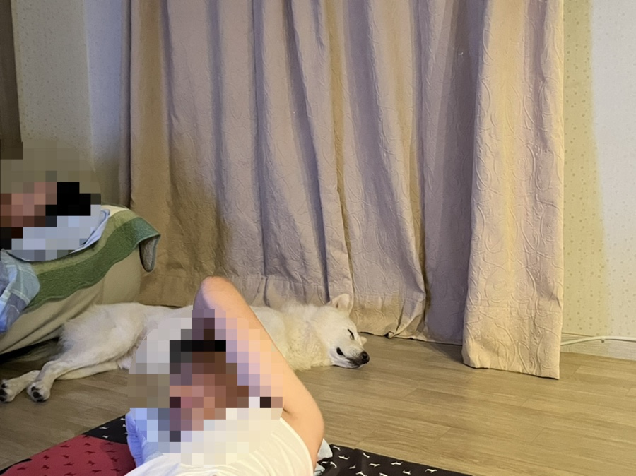 초성애니멀와 이미지