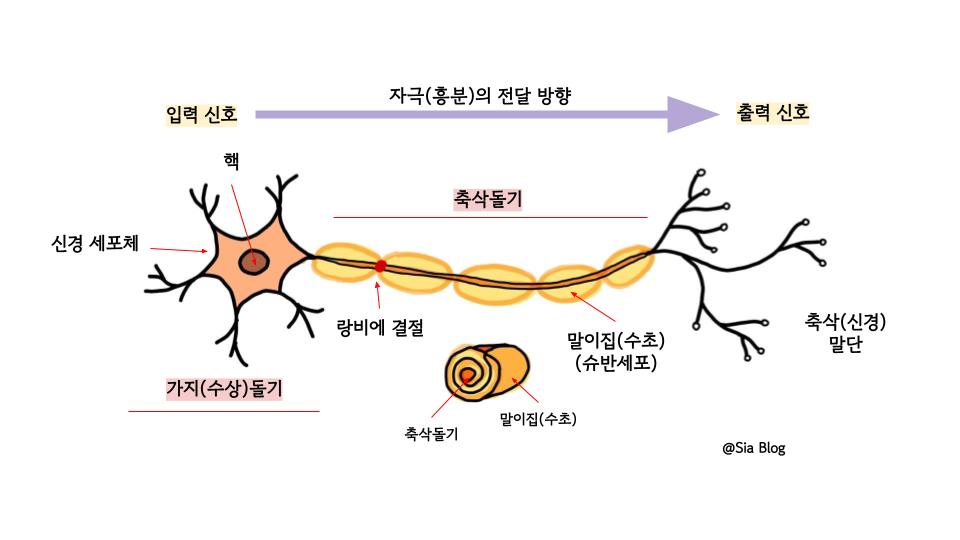 [생명과학 1] 뉴런과 신경계(1) _ 뉴런의 구조・기능・종류, 흥분의 전도, 활동 전위, 도약 전도 : 네이버 블로그