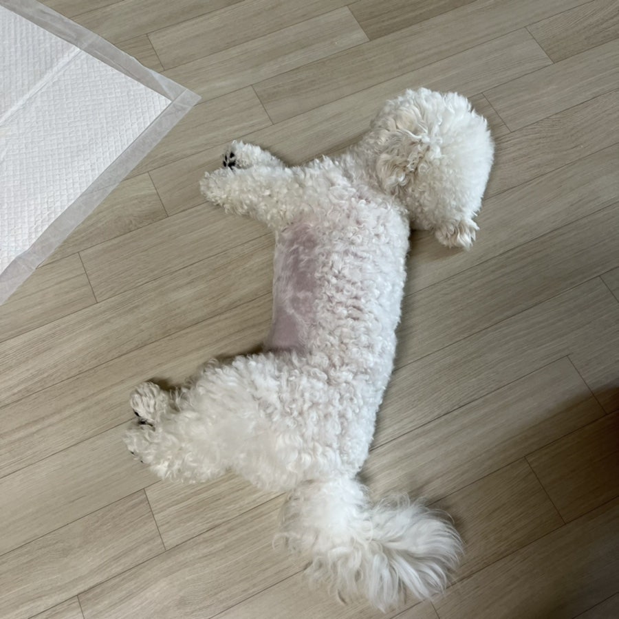 부라보맥주성거점 이미지