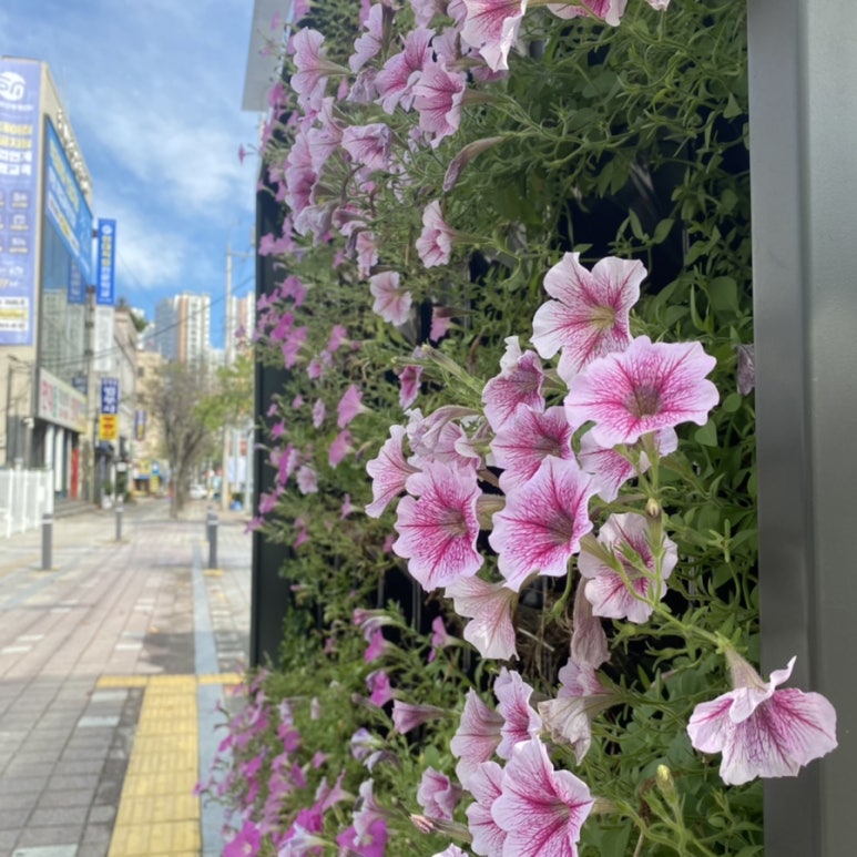 레기스탄애비뉴 이미지