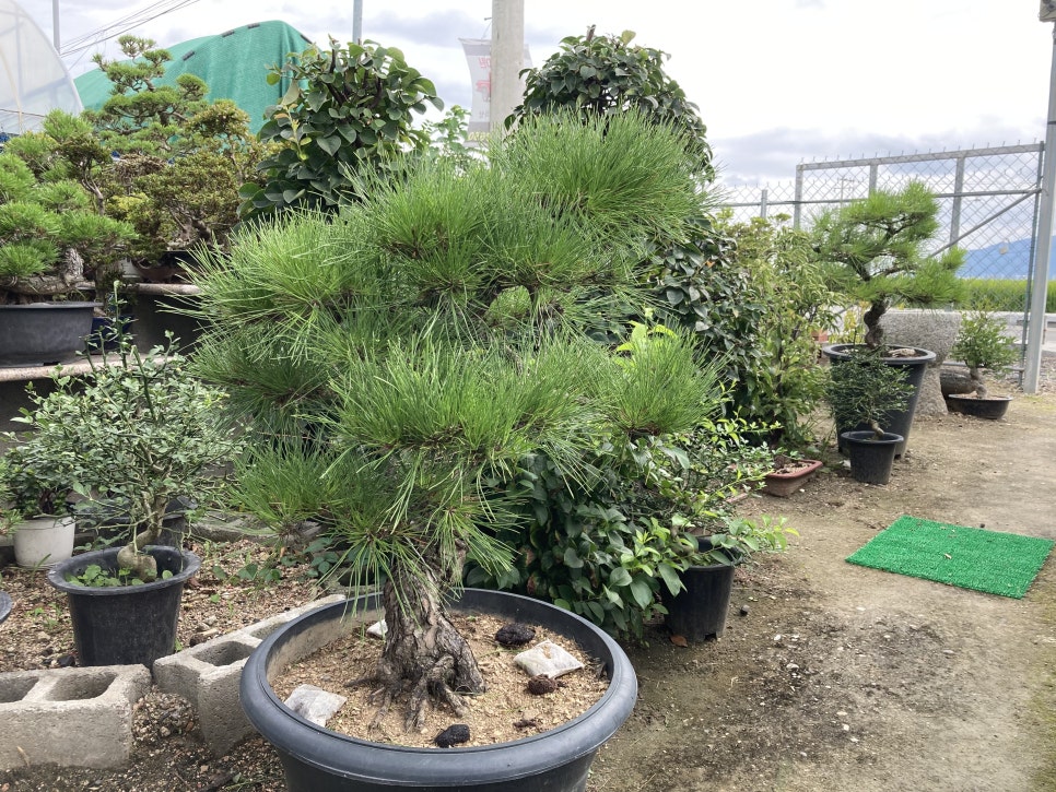푸른분재원 이미지