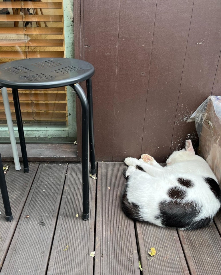 카넬로 이미지