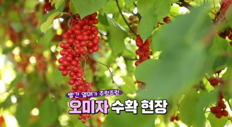 월악농원 이미지