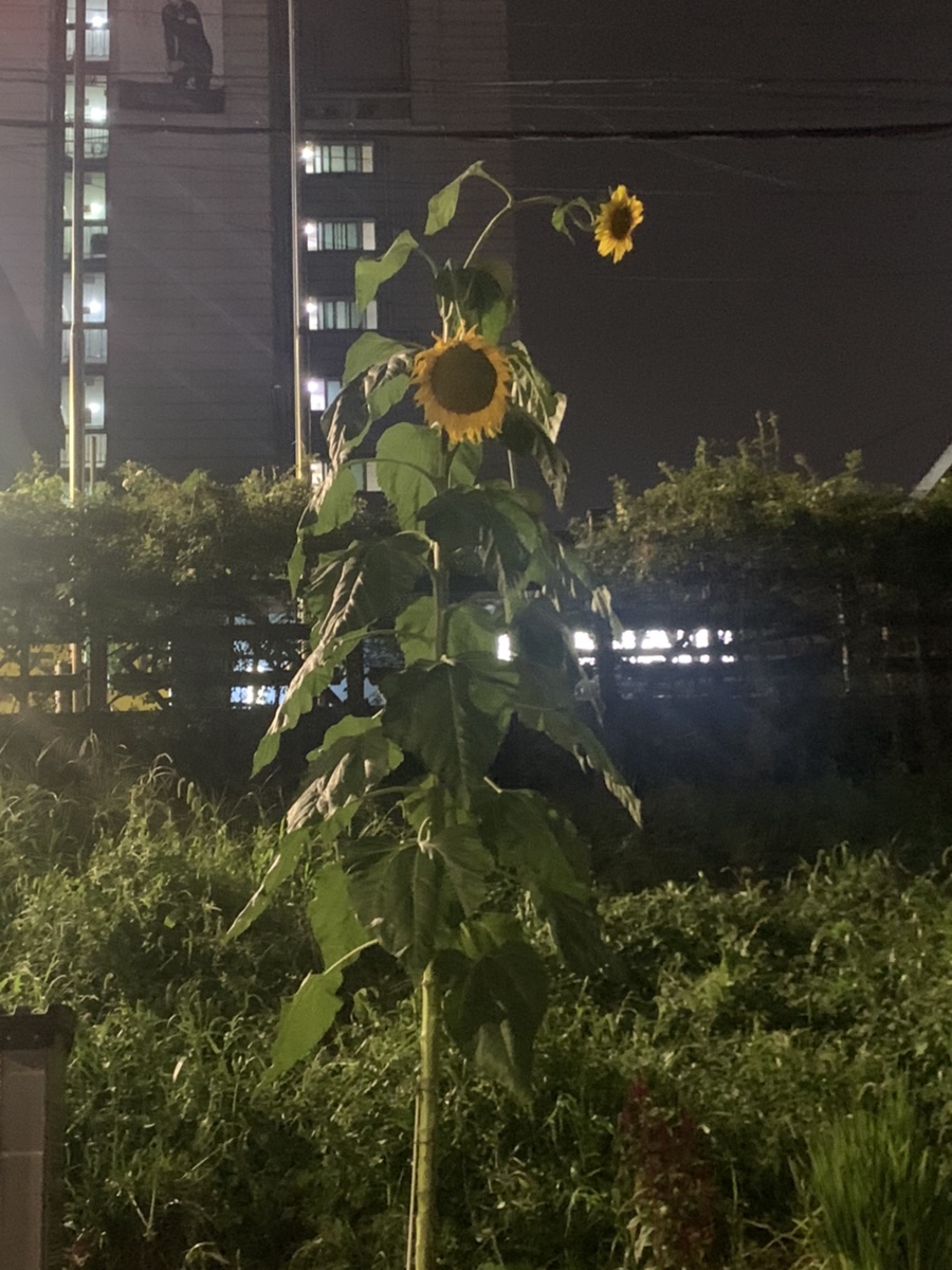 해바라기옷수선 이미지