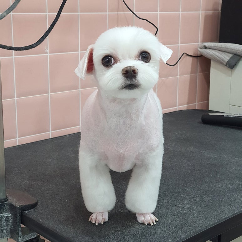 닭발CLUB 이미지