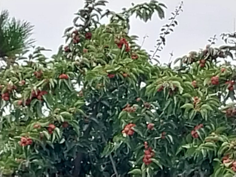 칠산갈비 이미지