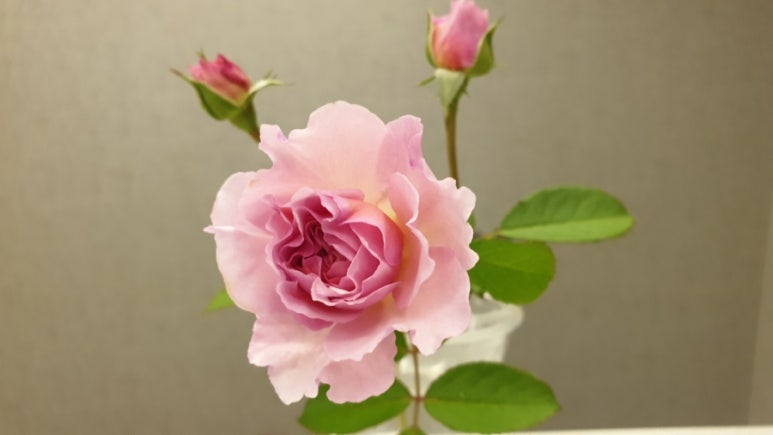 크리스티아나 이미지
