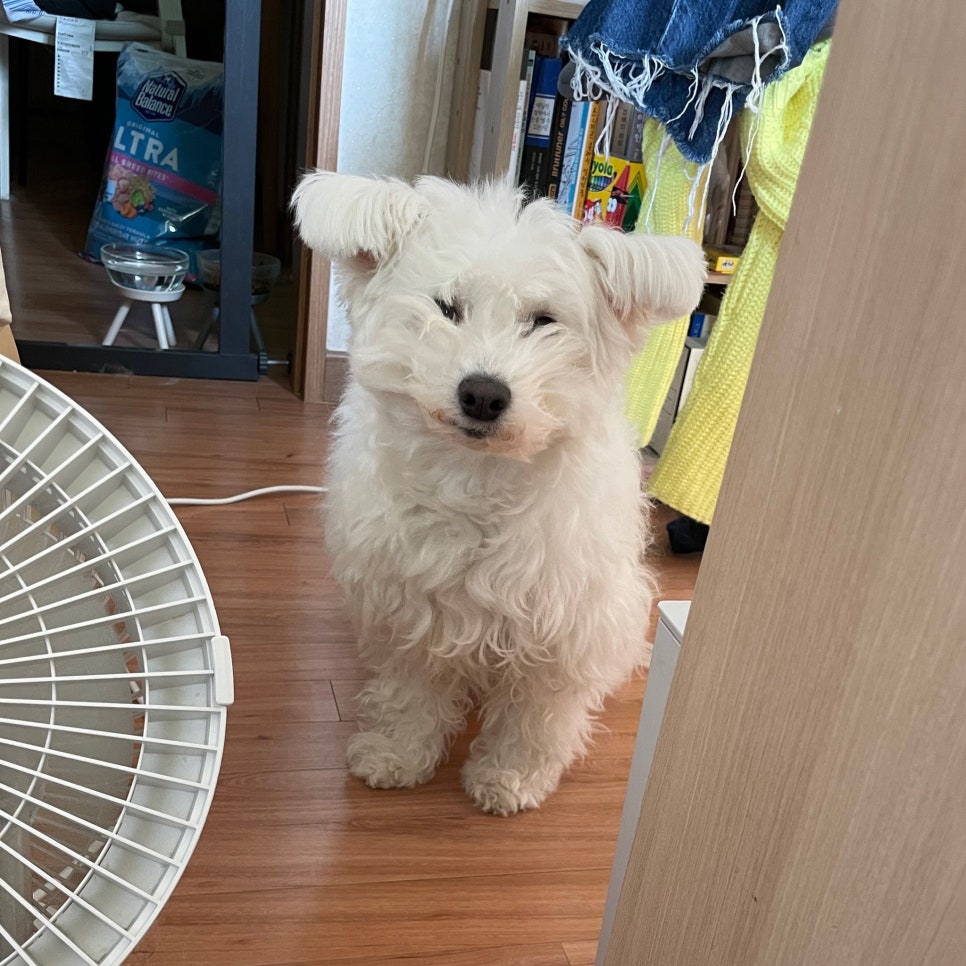 홀리데이비지터 이미지