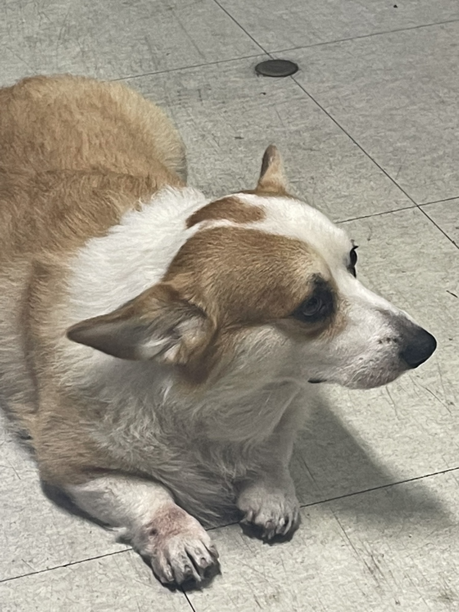 보리네포장마차 이미지