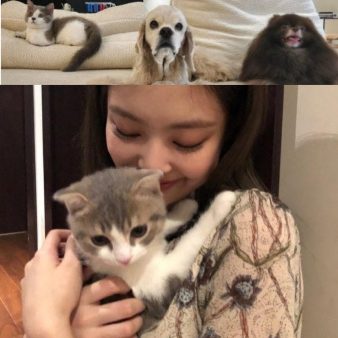 제니키스 이미지