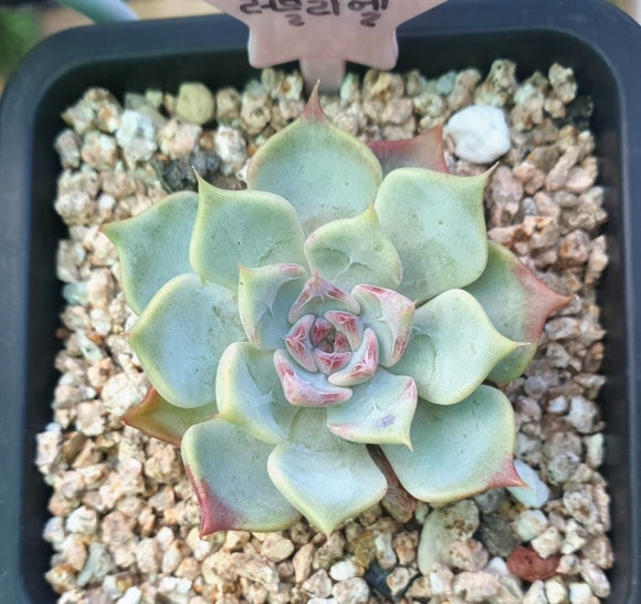 러블리엘 이미지