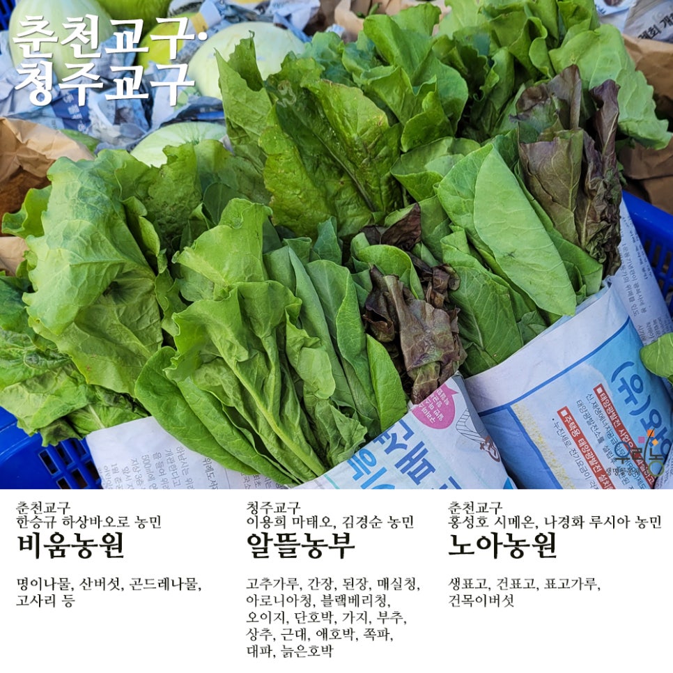 평창천년삼 이미지