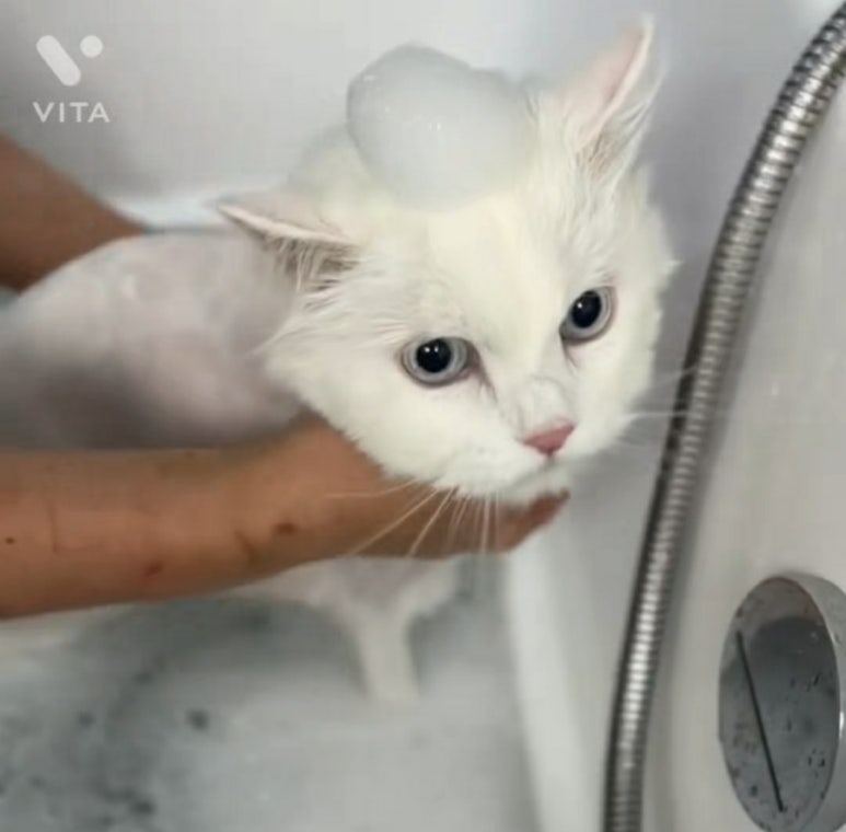 스완코코 이미지