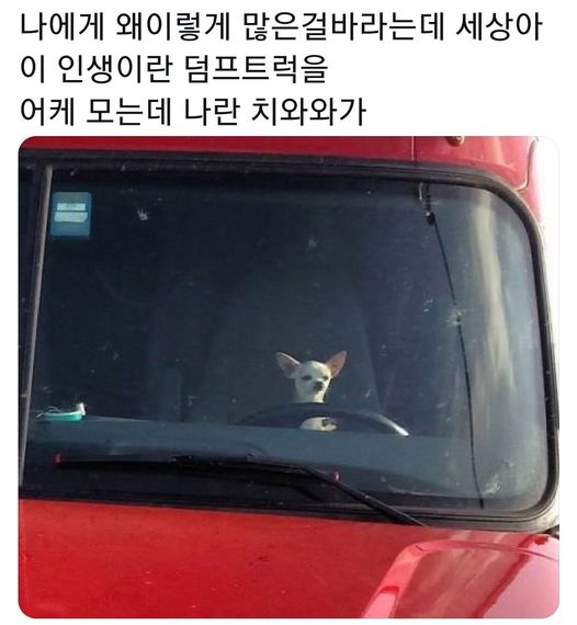 엘리롤스 이미지