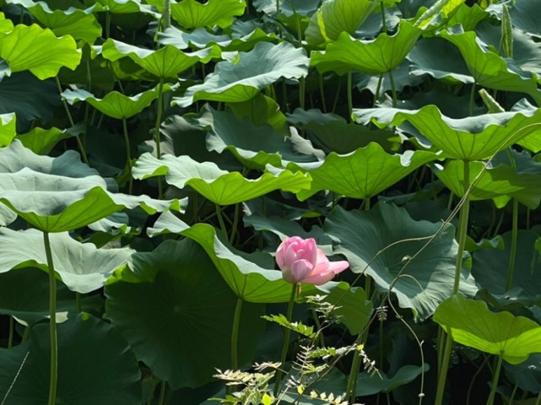 밀밀 이미지