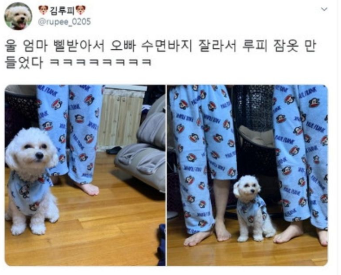 피포유 이미지